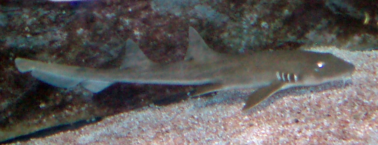 Unknown shark at Faunia, Spain