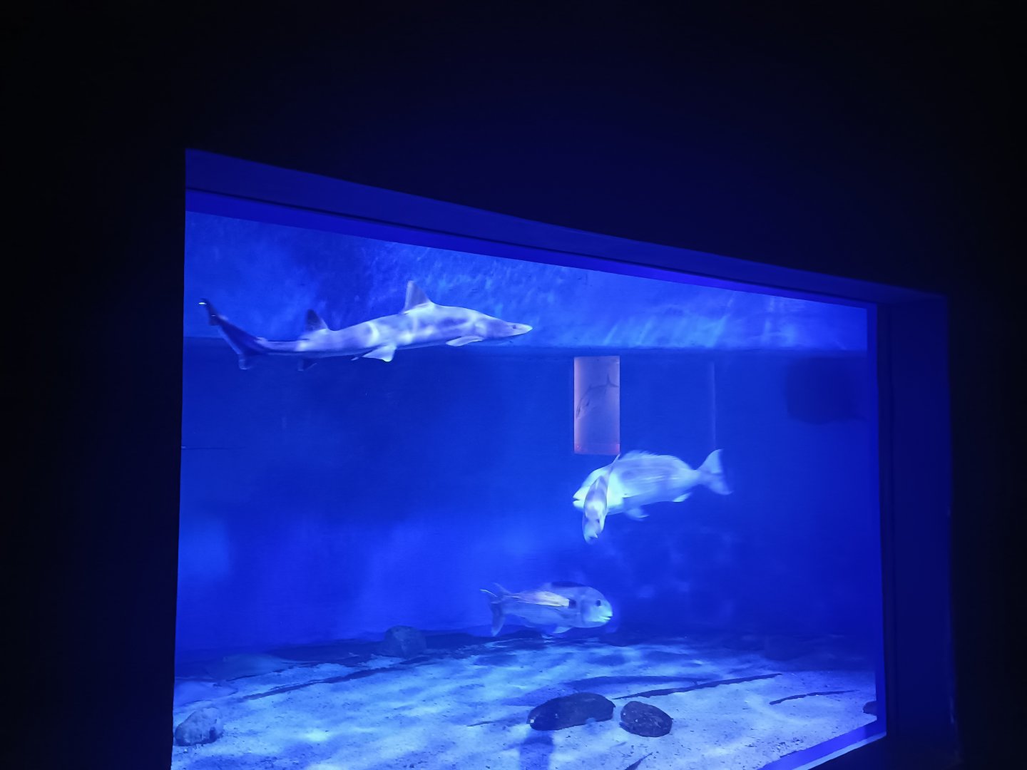 Unknown shark - Centro de visitantes Ses Salines