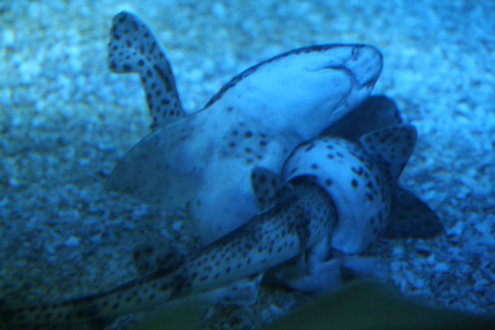 Unknown shark species