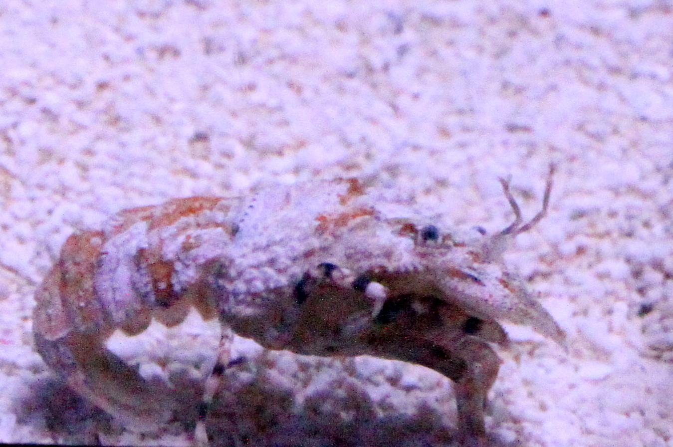 Unknown Shrimp Species