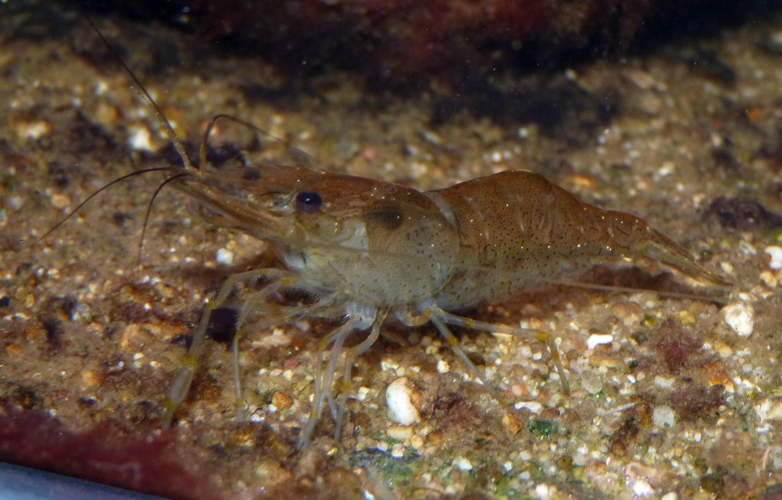 Unknown shrimp with ID needed!!!