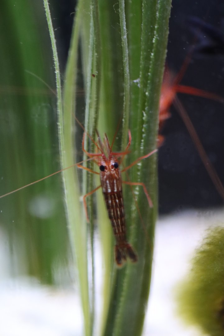 Unknown shrimp