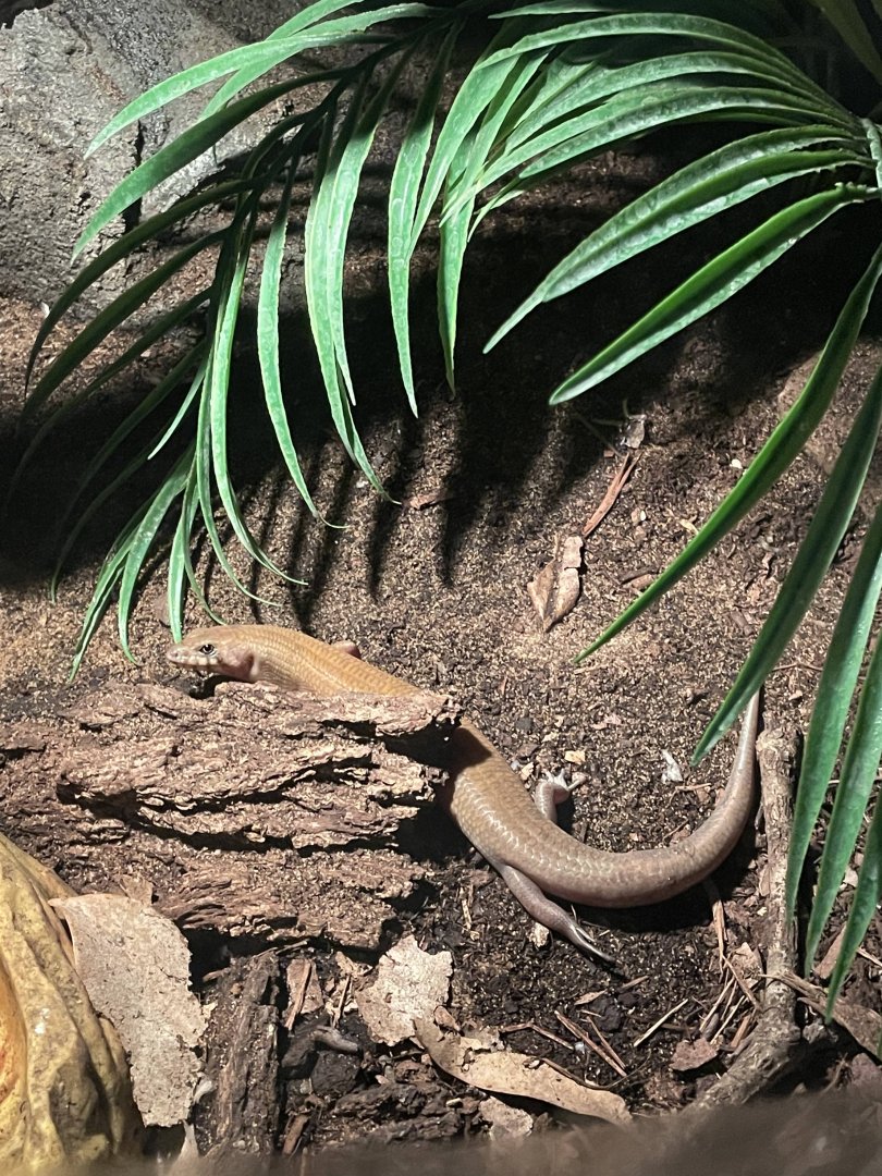 Unknown Skink - Reptilandia Reptile Lagoon