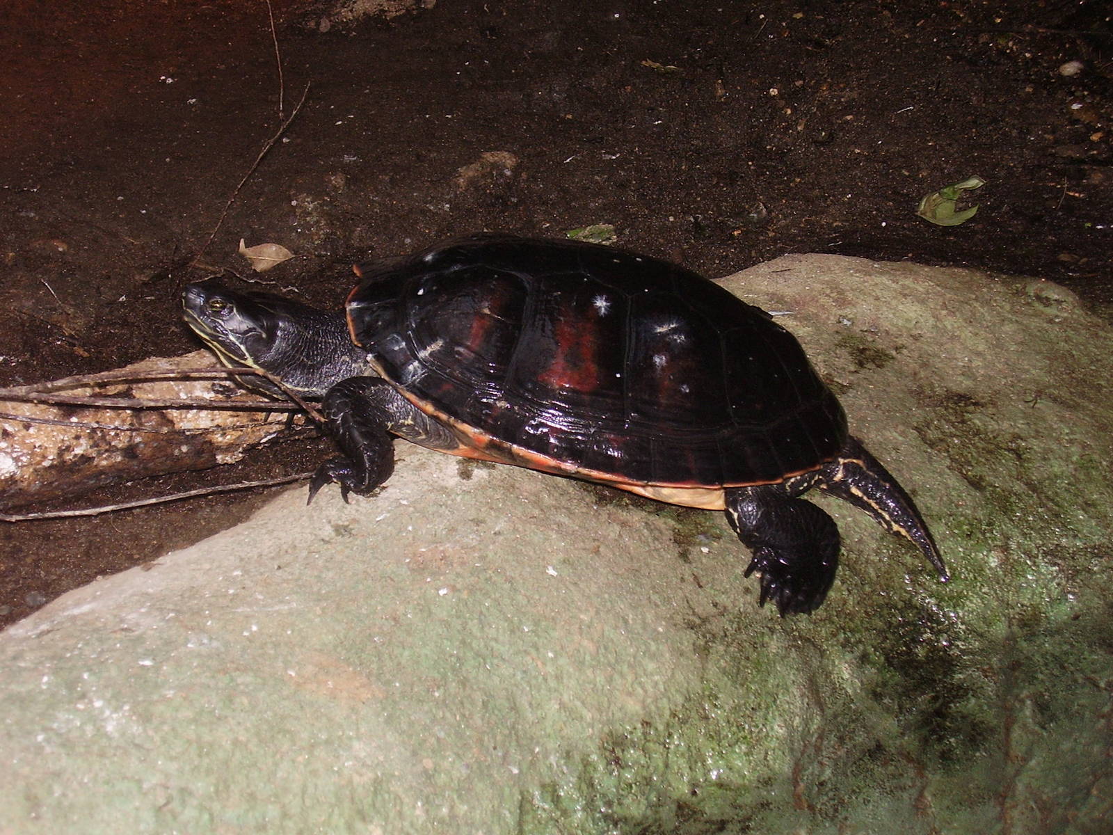 Unknown Slider- Buttonwood Zoo MAY07