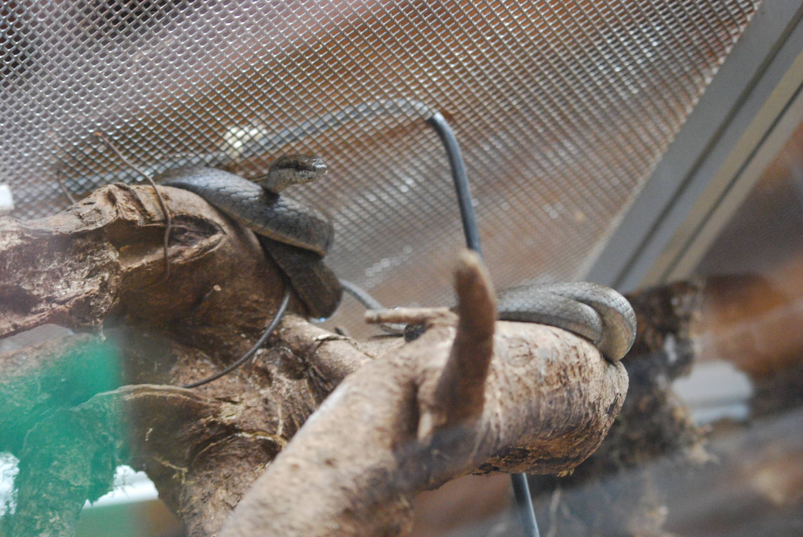 Unknown snake species