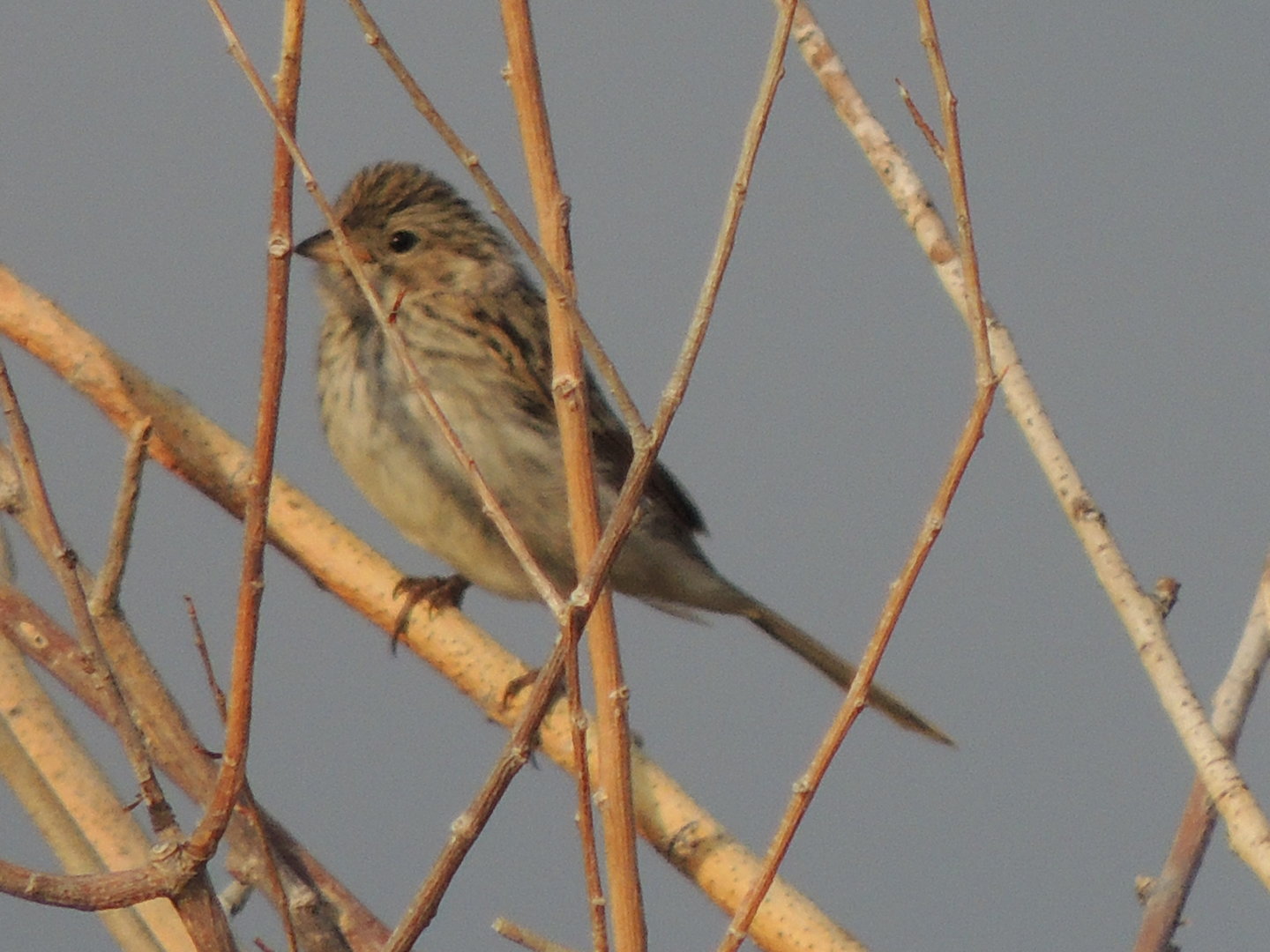 unknown sparrow