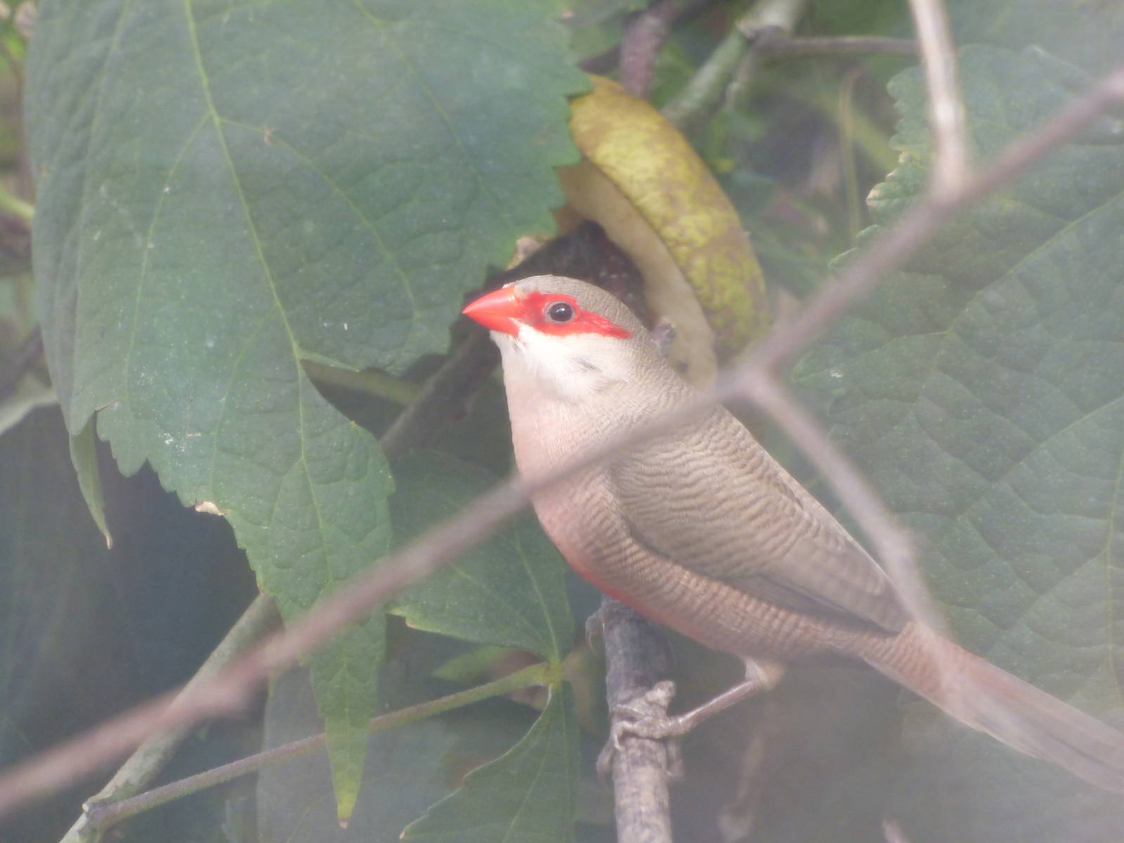 Unknown Species in White-rumped Shama Aviary