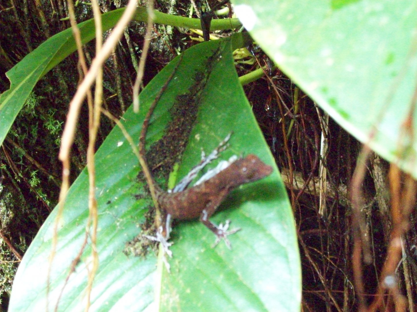Unknown species of Costa Rican Anole