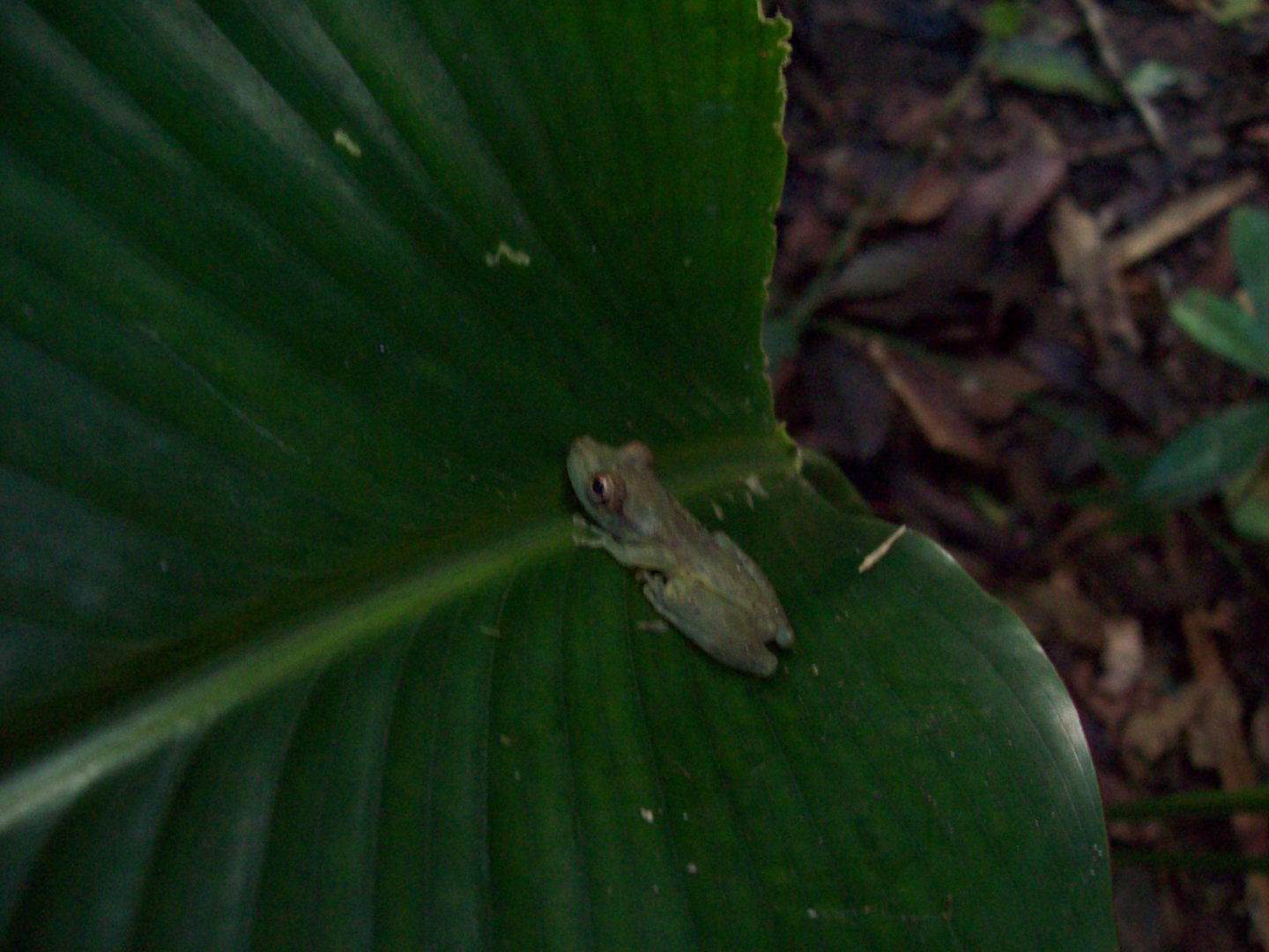 Unknown species of Costa Rican Frog