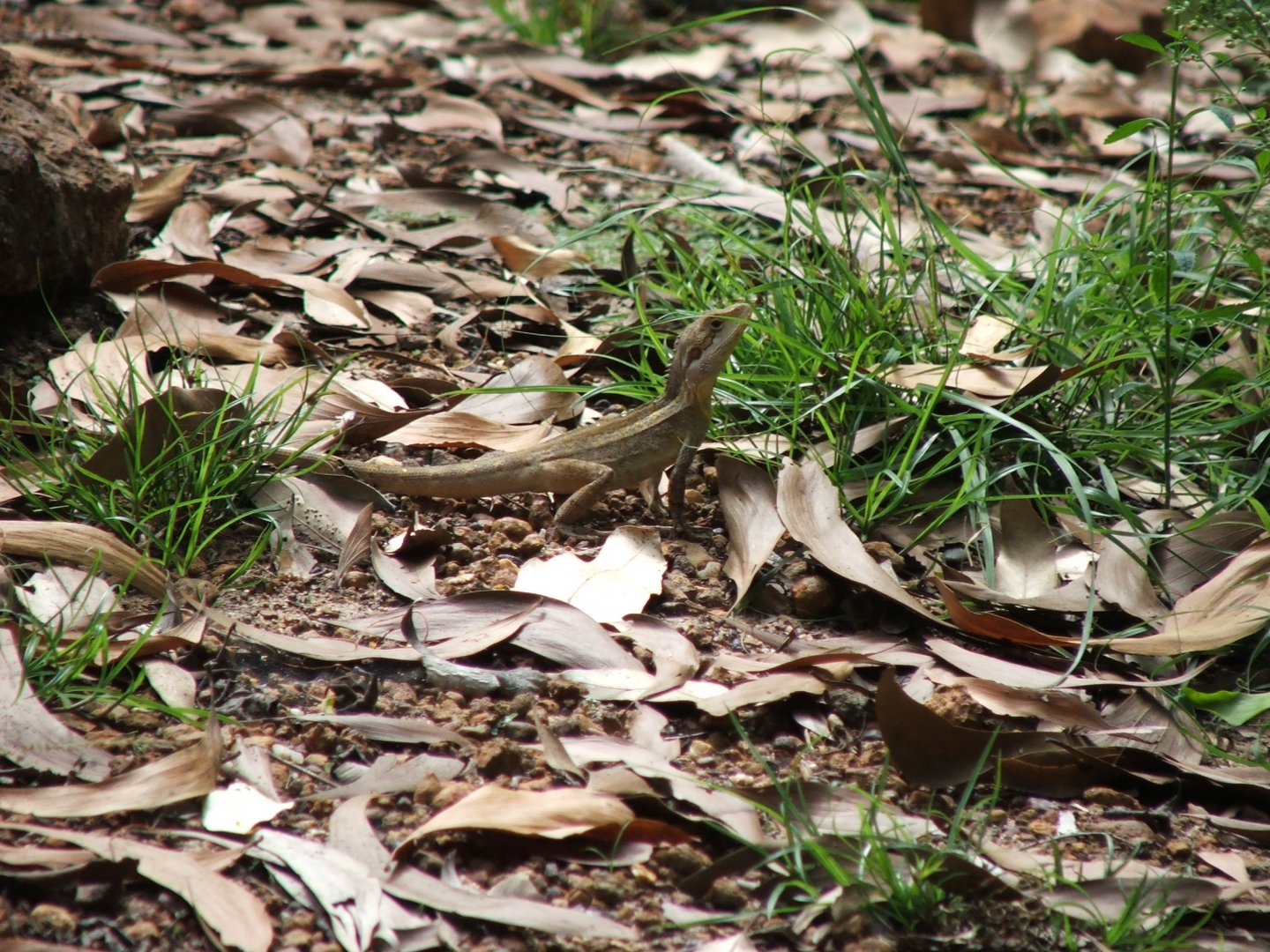 Unknown species of dragon