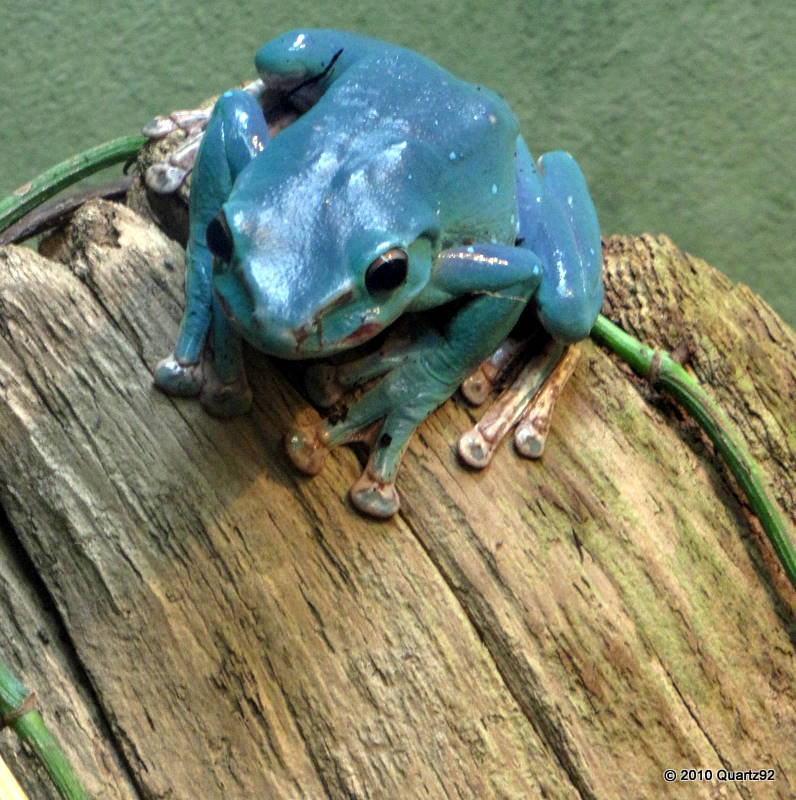 Unknown species of frog