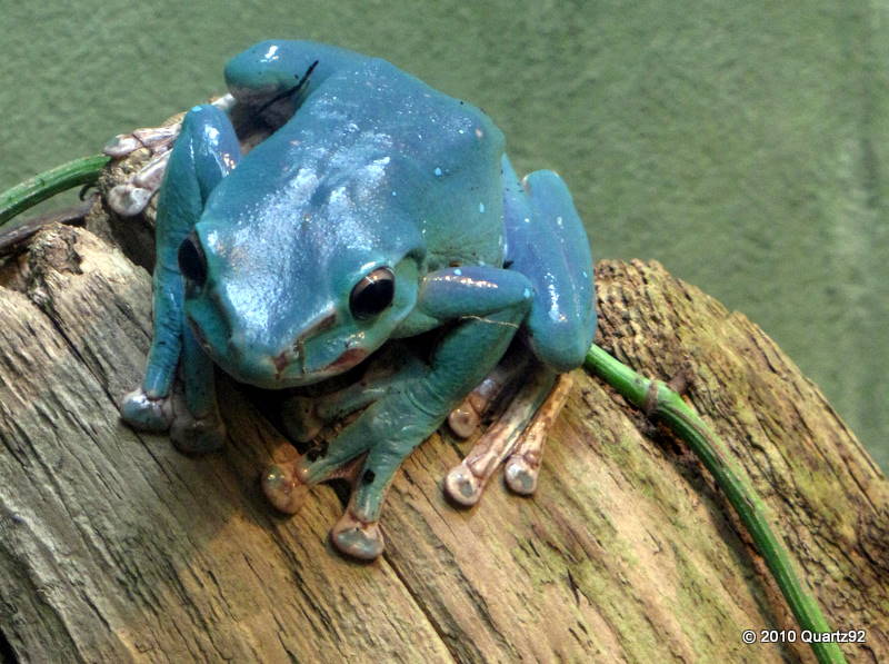 Unknown species of frog