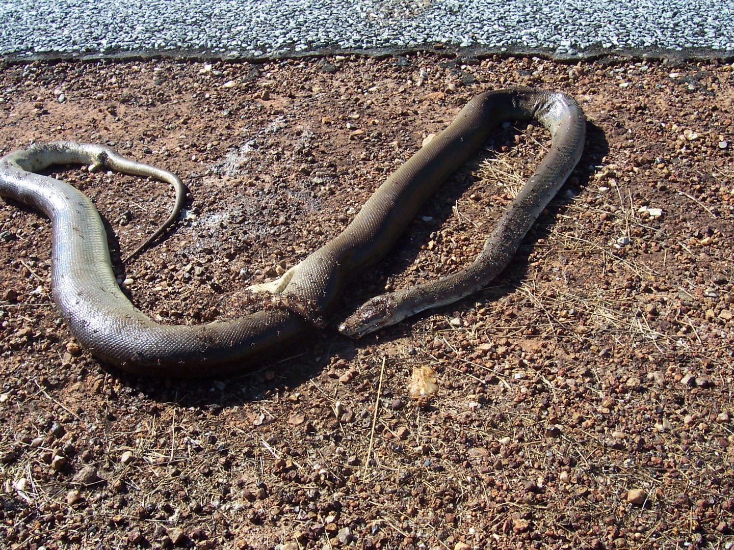 Unknown species of python