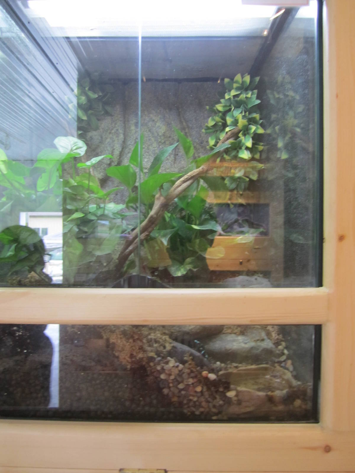 Unknown Species Poison Dart Frog Exhibit