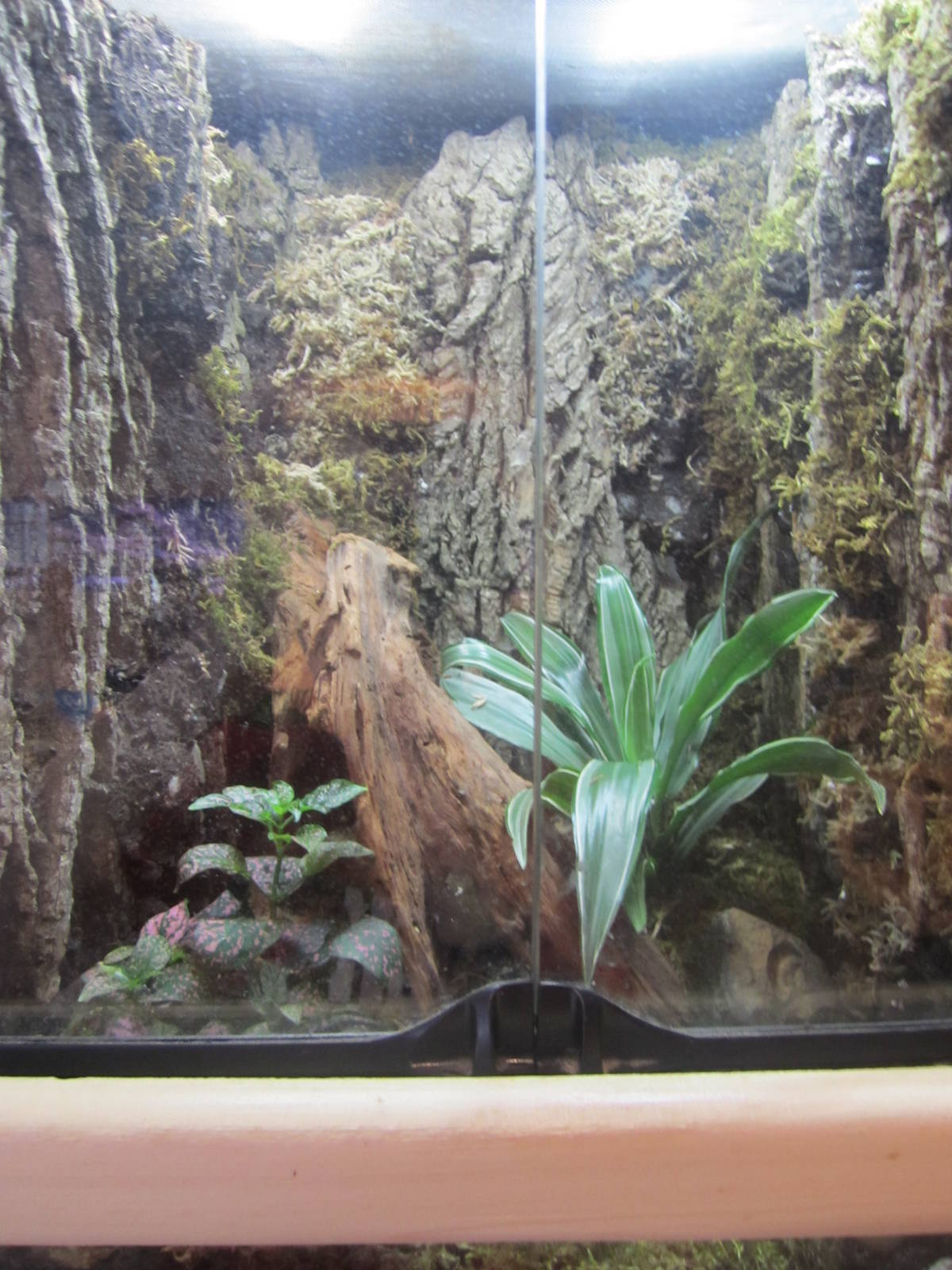 Unknown Species Poison Dart Frog Exhibit