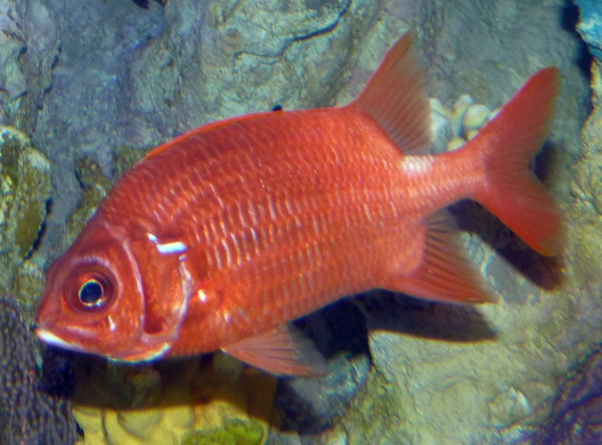 Unknown squirrelfish, please help ID!