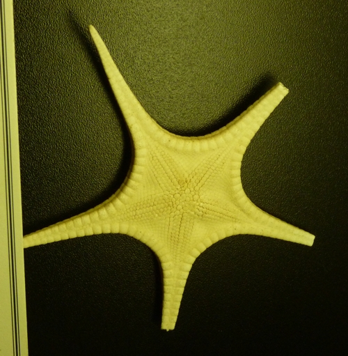 Unknown starfish for ID??