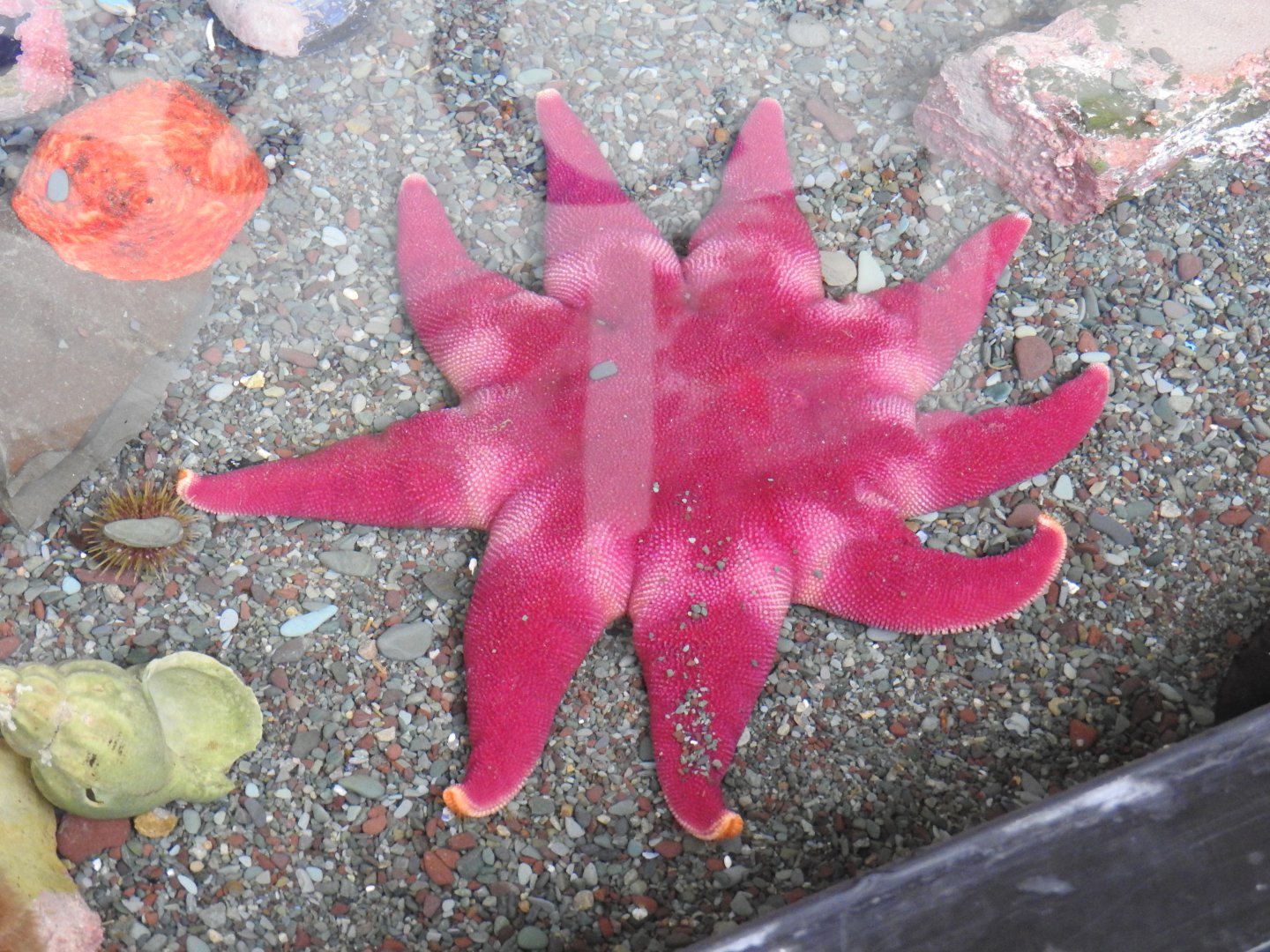 Unknown Starfish