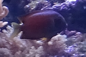 Unknown surgeonfish/tang