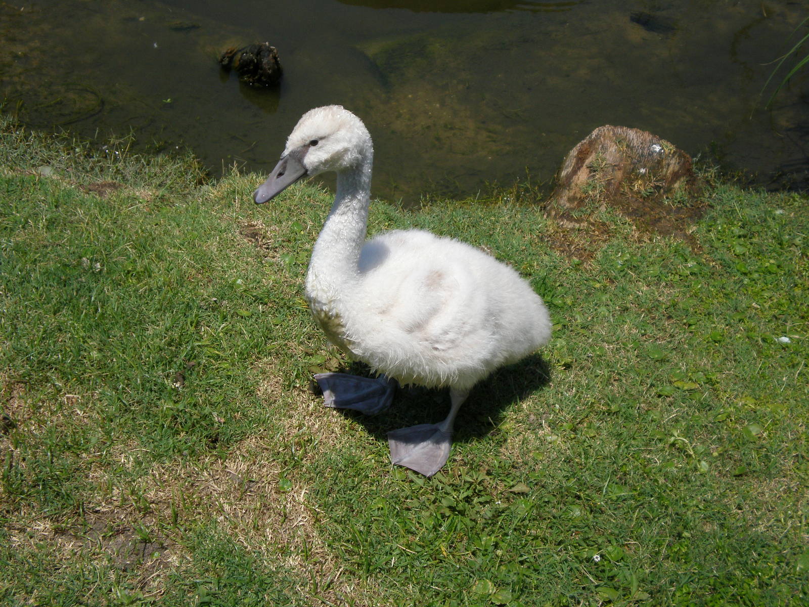 Unknown Swan- AA JUN08