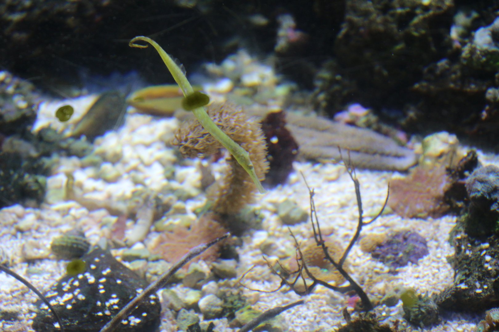 Unknown Syngnathinae