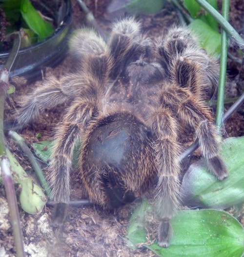 UNKNOWN tarantula, please ID! (22-7-17 Faunia)