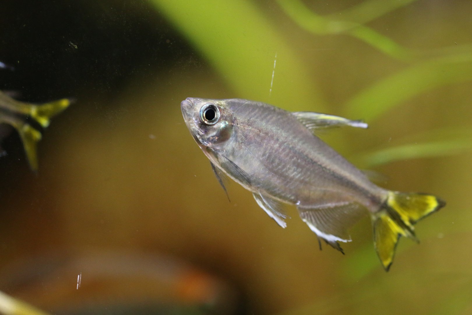 Unknown Tetra