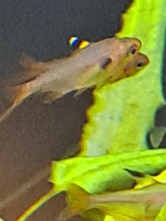 unknown tetra