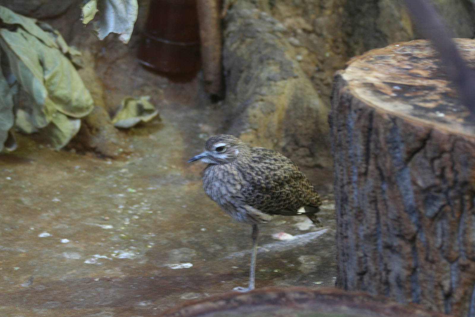 Unknown Thick-Knee Species