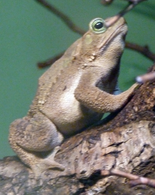 Unknown toad, please ID!