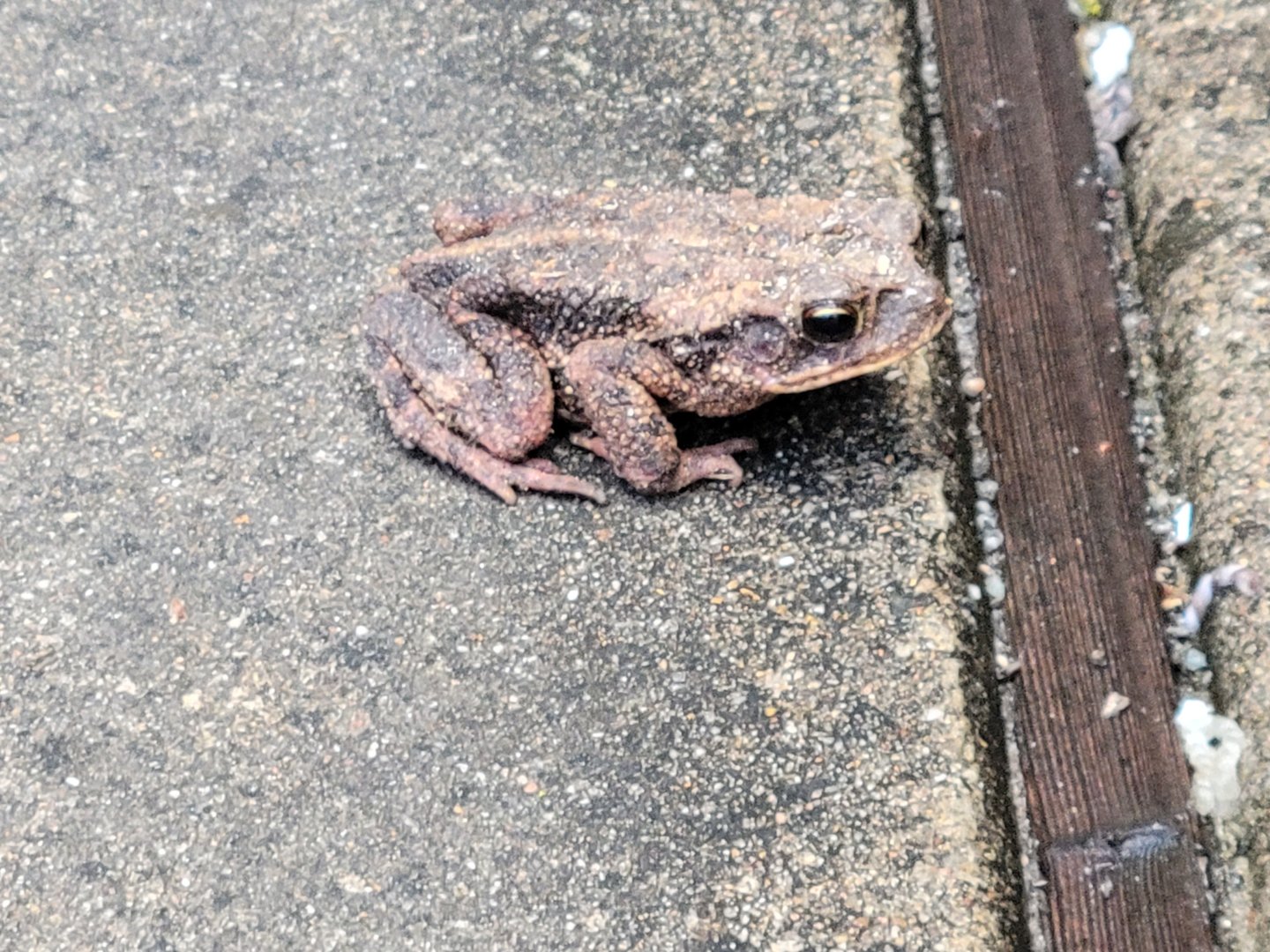 Unknown Toad sp. (Central Texas)