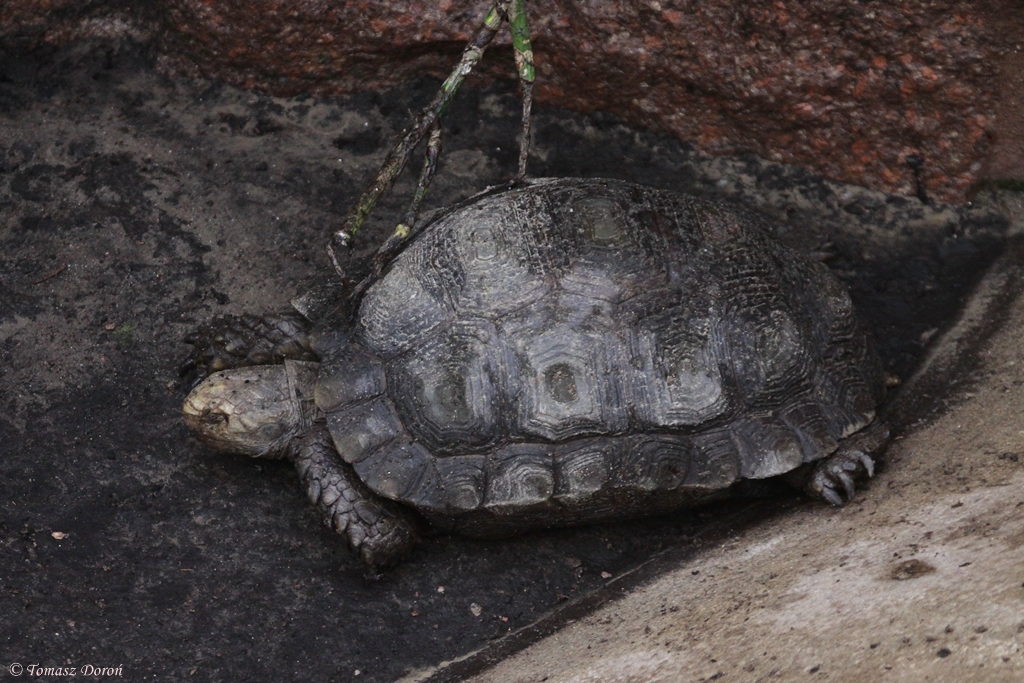 Unknown Tortoise from Tierpark Berlin