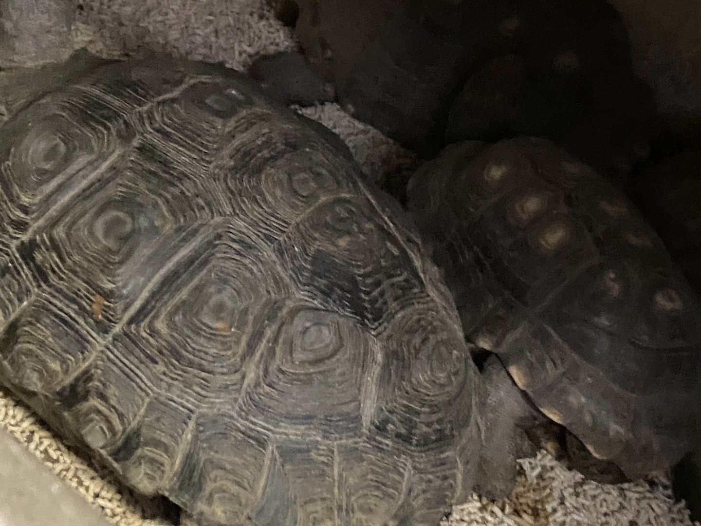 Unknown tortoise (the one in the front)