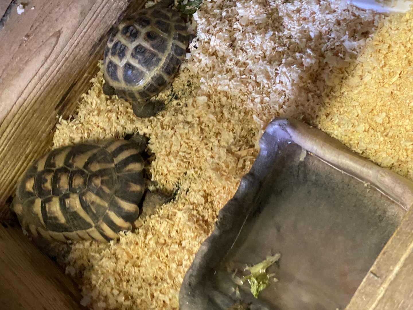 Unknown tortoises