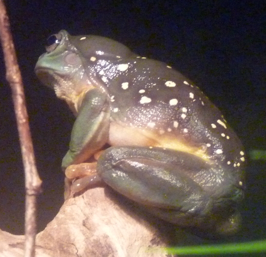 Unknown tree frog, please help ID