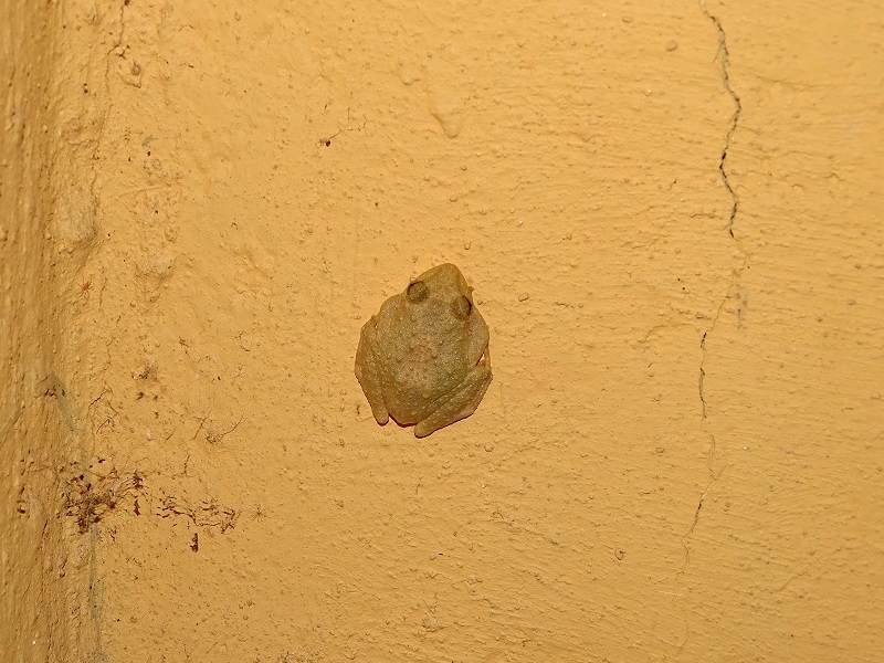 Unknown tree frog