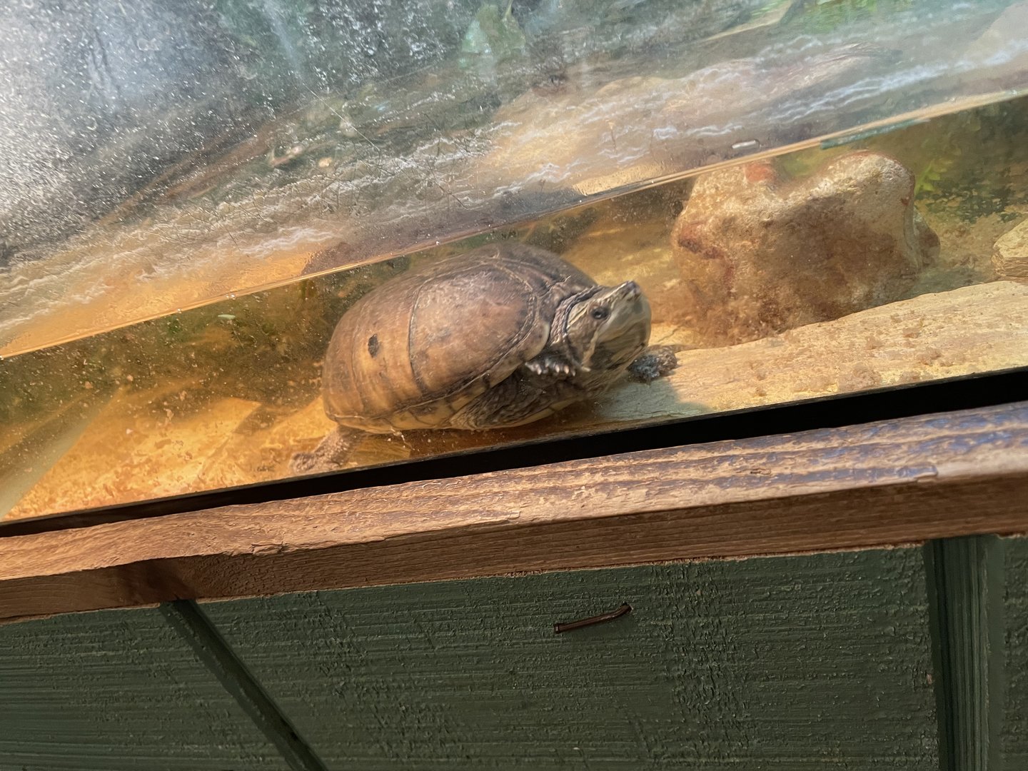 Unknown Turtle - Austin Zoo