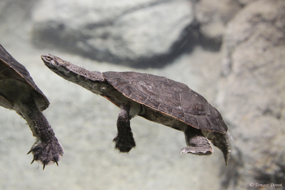 Unknown turtle from Haus des Meeres Aqua Terra Zoo in Wien