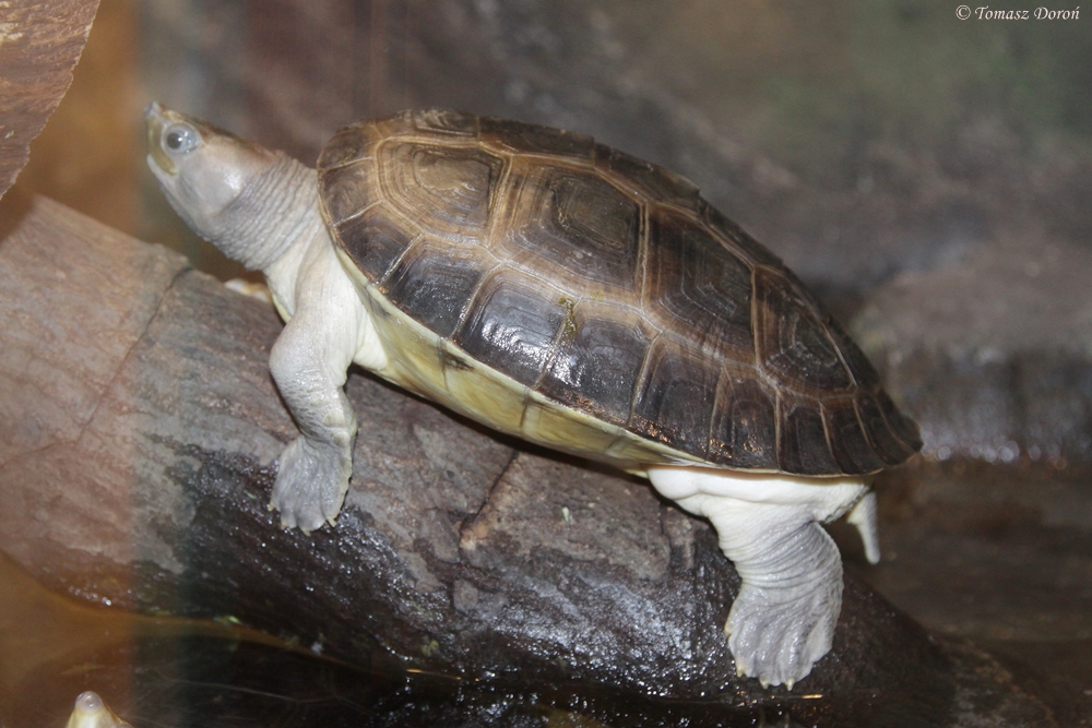 Unknown turtle from Royal Artis Zoo in Amsterdam