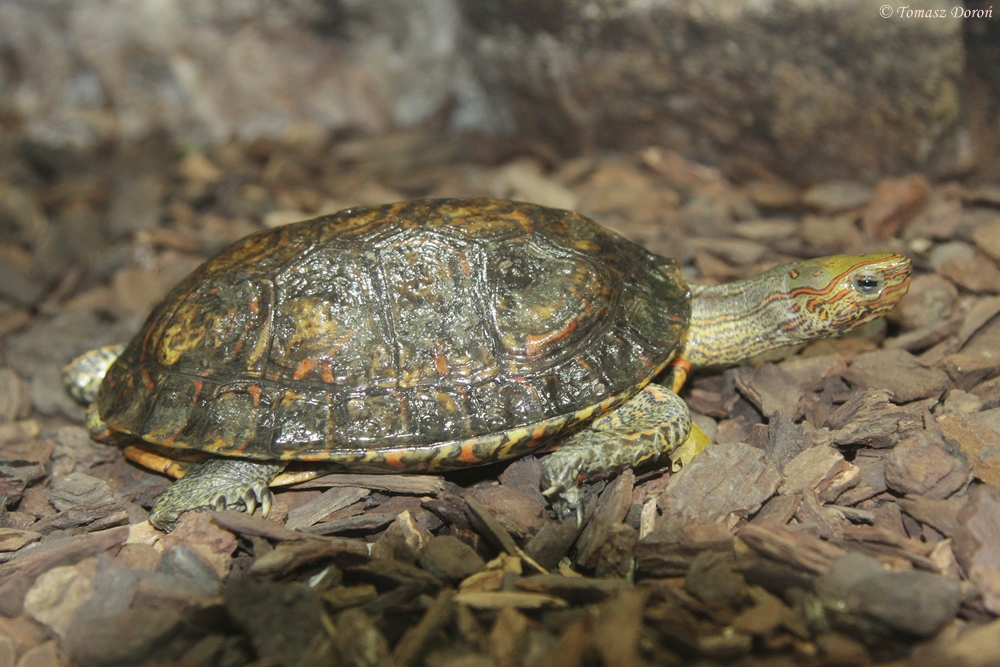 Unknown turtle to ID from Haus des Meeres, Aqua Terra Zoo in Vienna