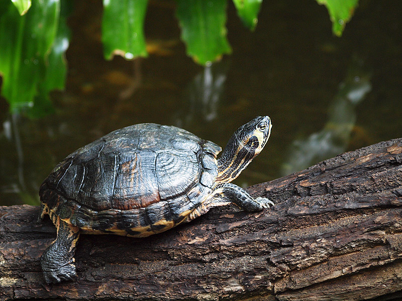 Unknown turtle - Zoologischer Garten Berlin Aquarium