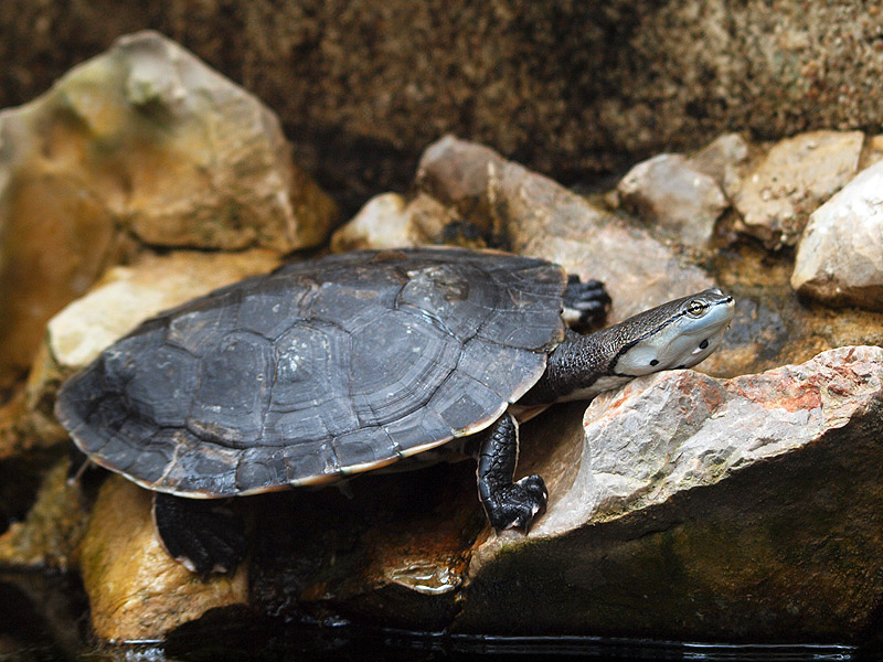 Unknown turtle - Zoologischer Garten Berlin Aquarium