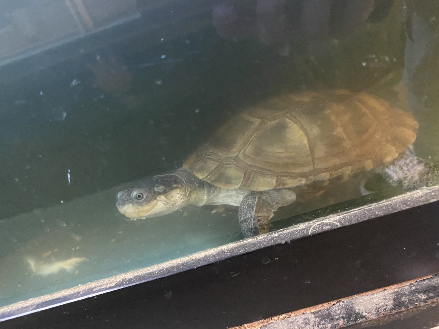 Unknown turtle