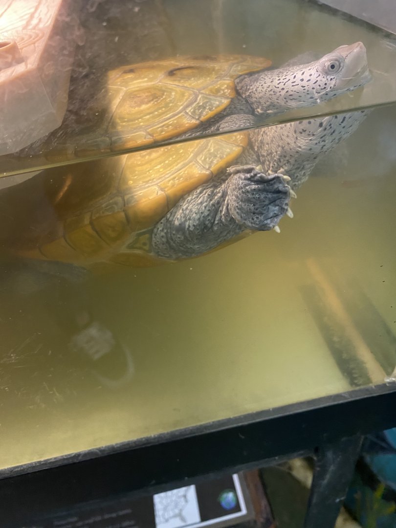 Unknown turtle