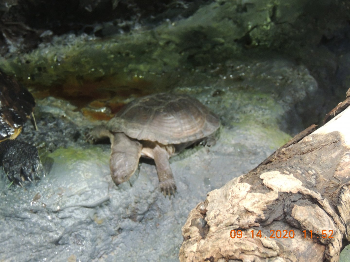 unknown turtle