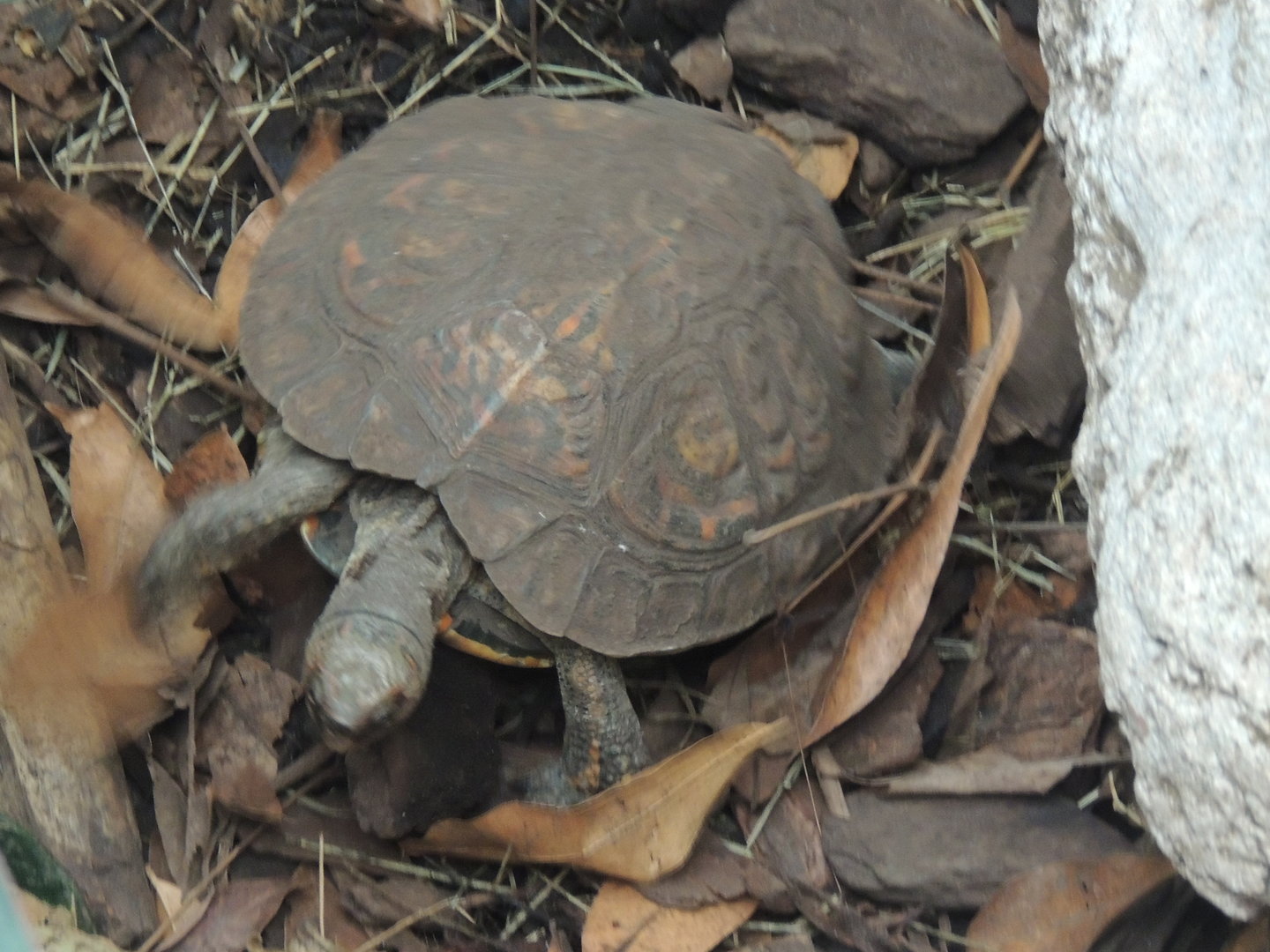 unknown turtle