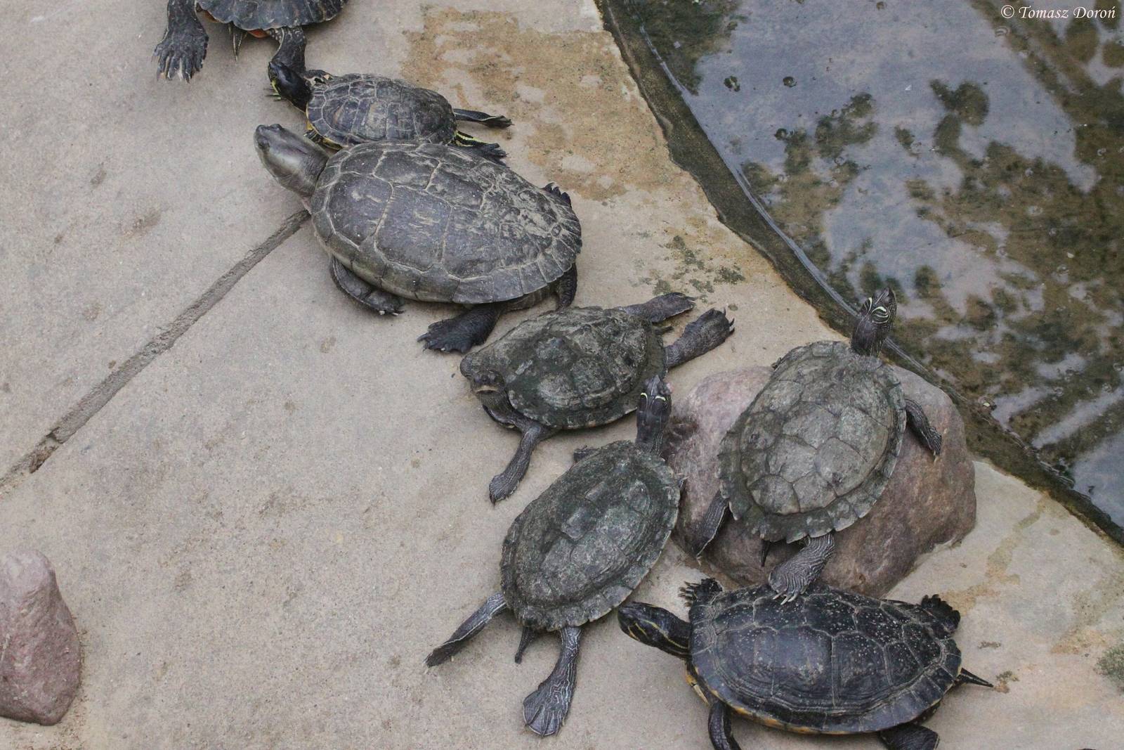 Unknown Turtles - few species from Tierpark Berlin