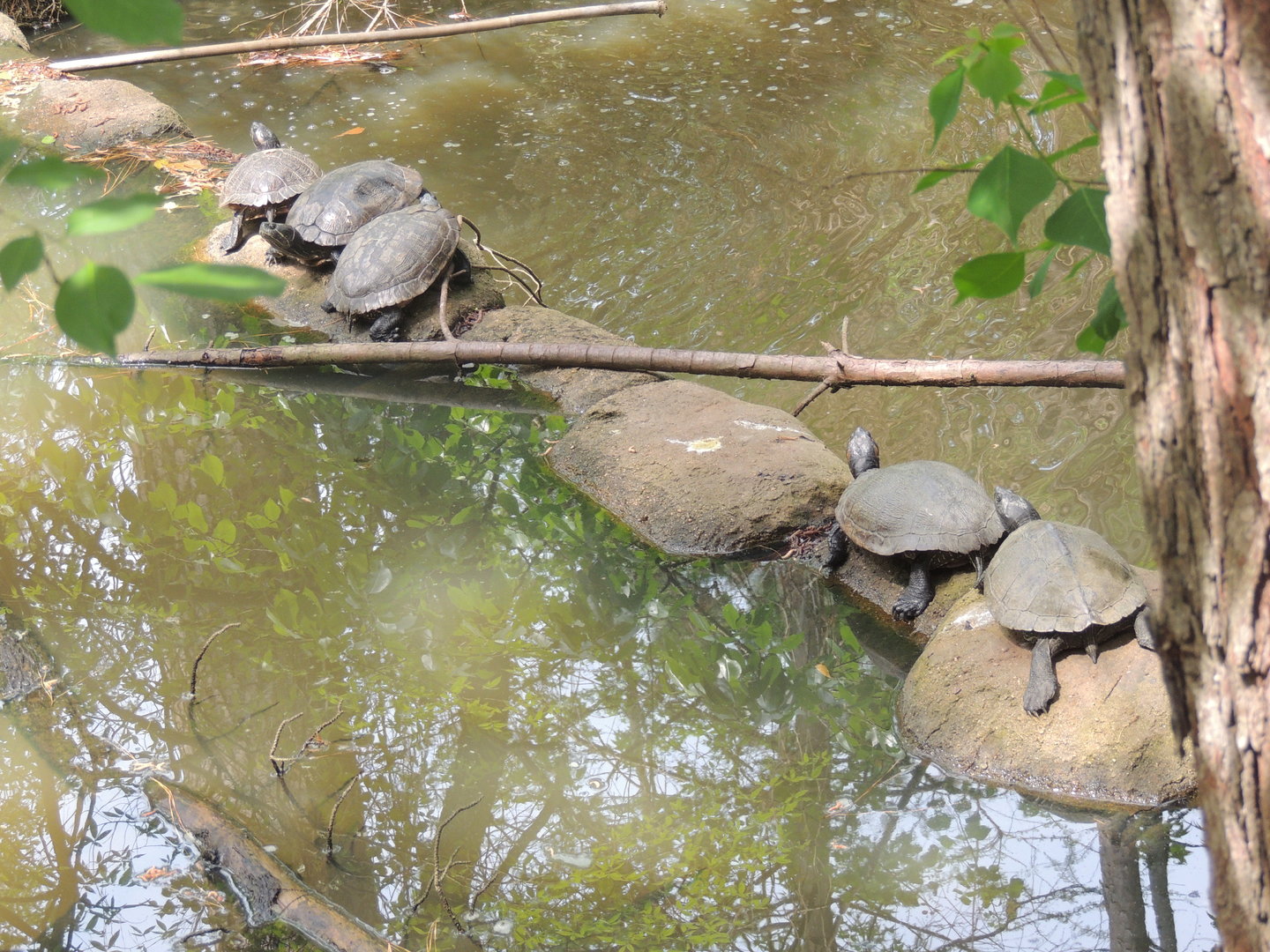 unknown turtles
