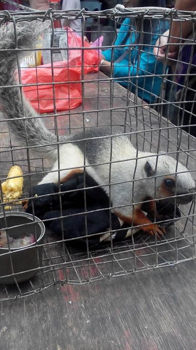 Unknown type of squirrel