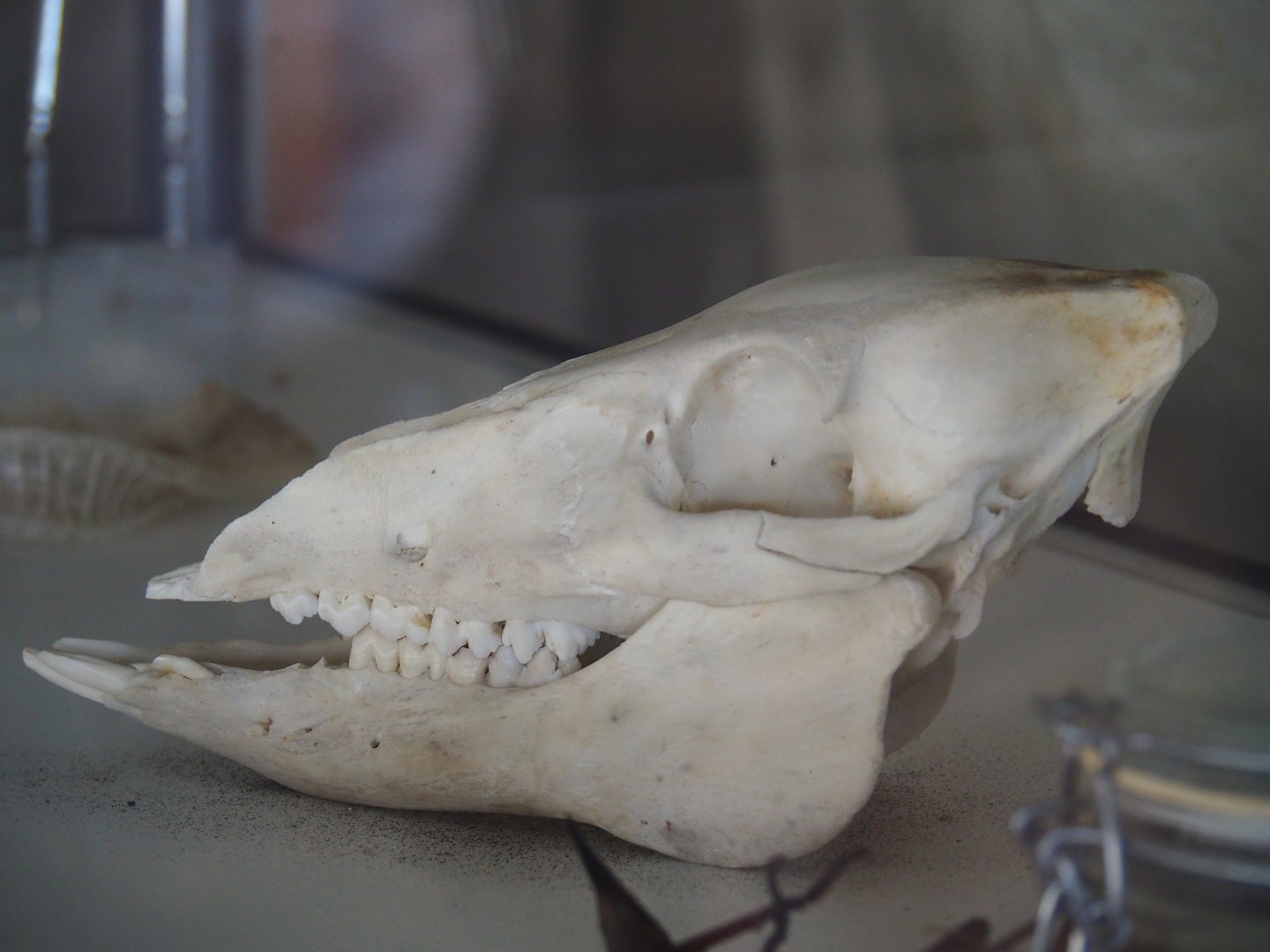 Unknown ungulate (?) skull at Zoo Parc Overloon (2019-08-11)